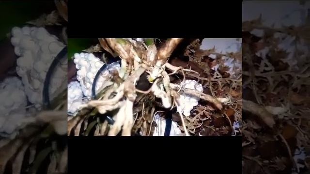 Пересадка каттлеи ?нет корней смотреть онлайн