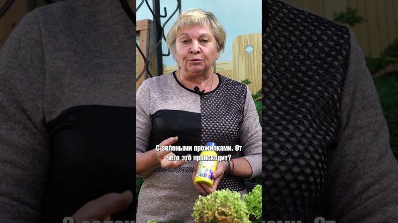 Почему гортензия пожелтела (часть 1)
