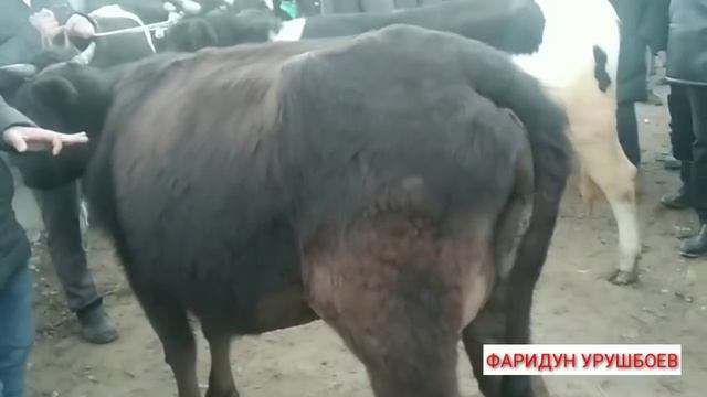 Имруз молбозор дахшат шуд срочно бинетон  Молбозори Мужун .