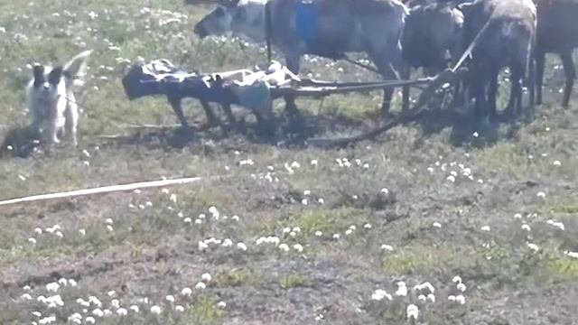 РФ НАО северные олени, Оленья упряжка