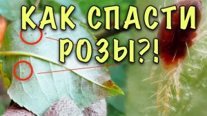 УЖАС РОЗОВОДОВ! ПАУТИННЫЙ КЛЕЩ! Как не спутать с заболеваниями и как СПАСТИ РОЗЫ от этого вредителя