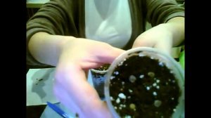 МАЛЬВА, ШТОК-РОЗА. Сеем дома!!! Всхожесть семян 100%!!!