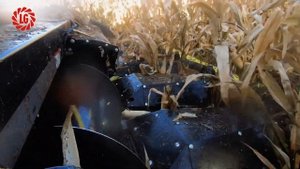 Limagrain Уборка гибрида кукурузы Эмелин на корнаж в хозяйстве АО "Зеленоградское"