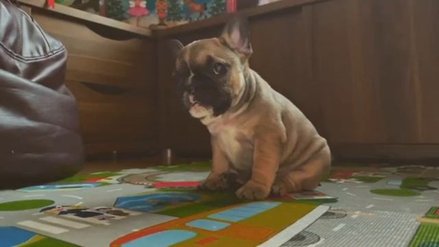 Top 10 English Bulldog Cross Breeds | Bulldog Mixes смотреть онлайн