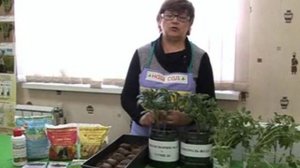 Применение препаратов Гуми и Фитоспорин при выращивании картофеля