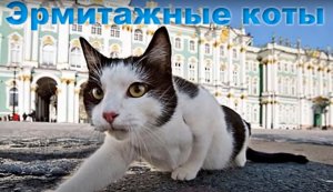 Эрмитажные коты