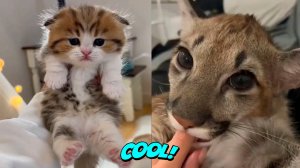 Самые смешные кошки и собаки- Милые животные #13