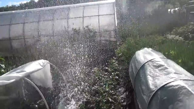 Даем внекорневую подкормку вытяжкой из суперфосфата и золы,способ для РУССКИХ!