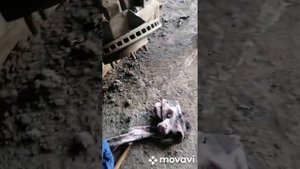 Сборка шрусов и подвесного промежуточного вала кия соренто