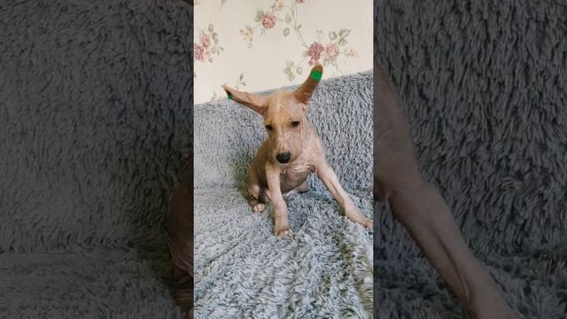 Рыжий мальчик Ксоло стандарт, 11 недель. смотреть онлайн