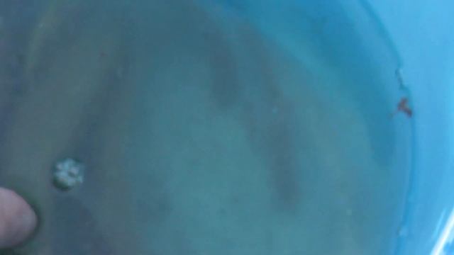 ??? Пруд для рыбы,раков СКИММЕР из ничего,проще не придумаешь #ПавелВоеводский смотреть онлайн