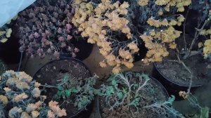 зимовка растений в неотапливаемой теплице под сухим укрытием(мультифлора,крупнолистные гортензии и