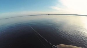 Трофейный жерех на Волгоградском водохранилище