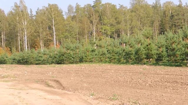 Сосна обыкновенная, лучший питомник Ленинградской области. смотреть онлайн