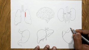 How to draw internal organs of the human body