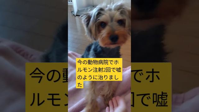 【超小型犬動画】去勢手術後無意識のおねしょ！超小型犬でもホルモンバランス崩すことあります。そんなこと聞いたことないと言い切った病院にはもう二度いかないですね。　#ミックス犬#去勢手術#ホルモン
