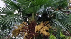 Семена на пальме-красивое зрелище...