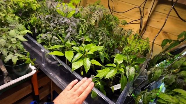 I'm Having A Nightmare With My Tomatoes! смотреть онлайн