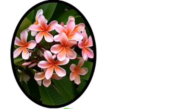 Flowers | Vocabulary | spoken English kannada @kannadamestru смотреть онлайн