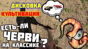 Трактор МТЗ 82 с БДТ и КПС 4. Культивация - Дисковка. Есть-ли черви у классика.