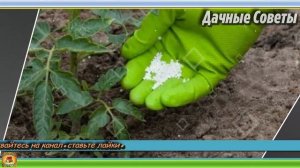 Как облегчить выращивание томатов Делимся простыми секретами чтобы получить урожай помидоро