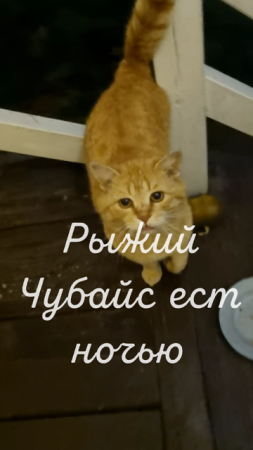 Рыжий кот ест ночью