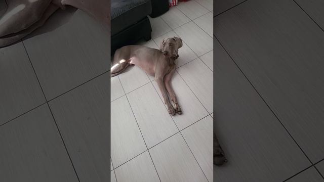 tired baby  #weimaraner after a run