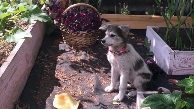 Спасение собаки (щенка). До и после. смотреть онлайн