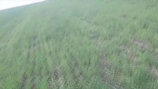 Восстановление плодородия почвы. Повышение урожайность пшеницы.