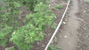 Как вырастить малиновое дерево на даче