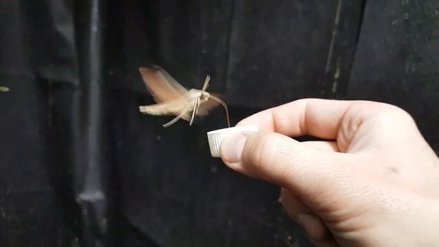 Кормление бражника смотреть онлайн