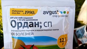 ОГУРЦЫ. ПРОФИЛАКТИЧЕСКАЯ ОБРАБОТКА В ИЮНЕ ОТ ЗАБОЛЕВАНИЙ НА ОГУРЦАХ. ПЕРОНОСПОРОЗ
