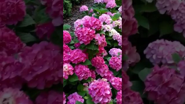 #hydrangeaflower #hydrangea #гортензия #садгортензий #hortensia #flower #garden #сад #macrophylla