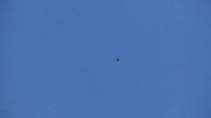 Бакинские голуби у друга в Москве