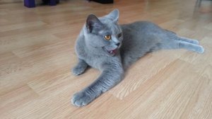 Кошка дышит