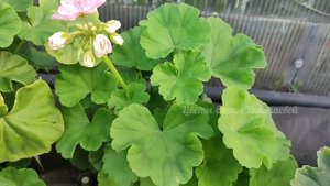 ГЕРАНЬ НЕ любит эти 10 вещей! ЖАЛЕЮ, что раньше об этом не знала!