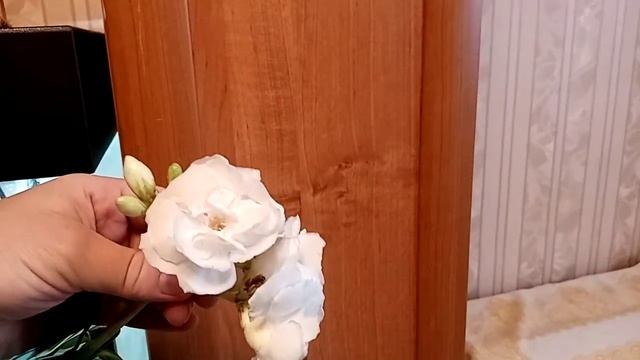 Белый олеандр и как он этого достиг.