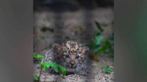 Детеныш дальневосточных леопардов впервые вышел на прогулку в новосибирском зоопарке