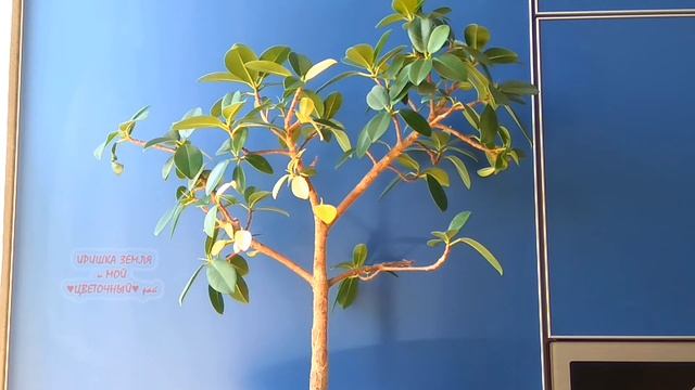 Ficus microcarpa Green Island variegata #фикусы  #комнатныерастения        #фикусыредкиесорта