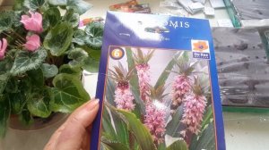 ЭУКОМИС или ананасная лилия - цветок дивный красоты.  EUCOMIS