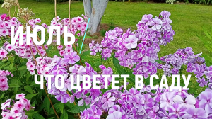 Что цветет в Июле. Стриженые бордюры.