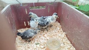 МОЁ ХОЗЯЙСТВО! Куры, утки, цыплята, перепела