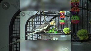 Как ухаживать за кореллой?