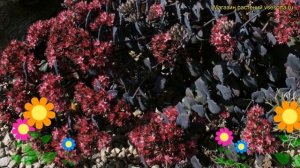 Очиток телефиум Дарк кинг. Краткий обзор, описание характеристик sedum telephium Dark knight