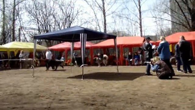 Национальная выставка кавказская овчарка 2013 г смотреть онлайн