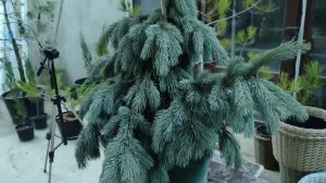 обзор Ель Энгельмана Глаука (Picea engelmani Glauca) посадка и уход.