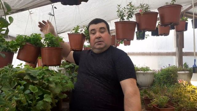 Обход теплицы как растут растения. смотреть онлайн