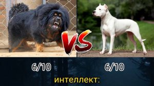 тибетский мастиф против аргентинский дог | 1/4 турнира
