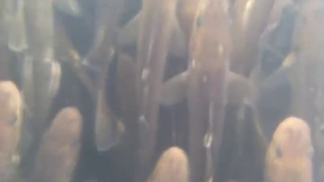 рыбалка навага смотреть онлайн