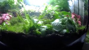 Флорариум в аквариуме
